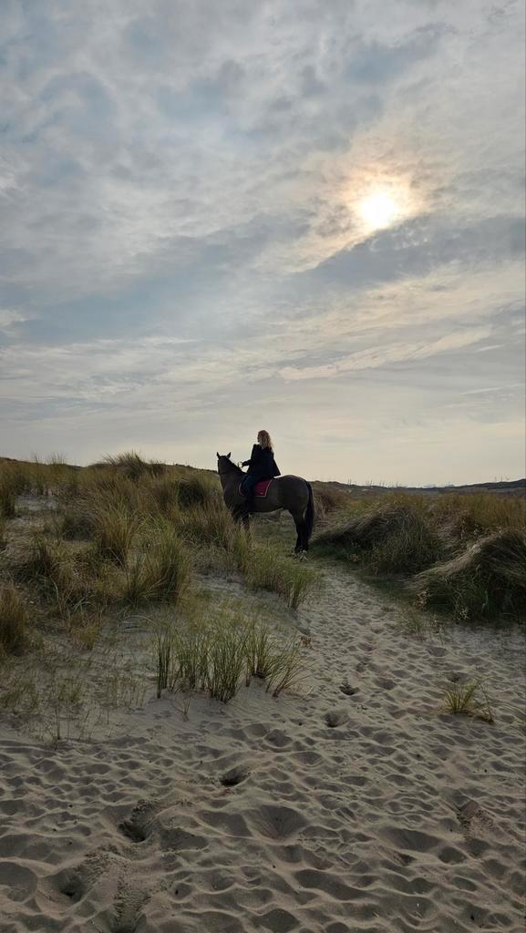 Stalling gezocht, Dieren en Toebehoren, Stalling en Weidegang