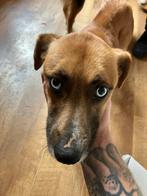 Teefje zoekt een goudenmandje!, Dieren en Toebehoren, Honden | Niet-rashonden, Particulier, Buitenland, Teef, Eén hond