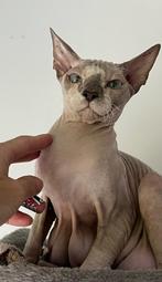Peterbald x sphynx x oosterse korthaar poes 1 jaar oud, Dieren en Toebehoren, Poes