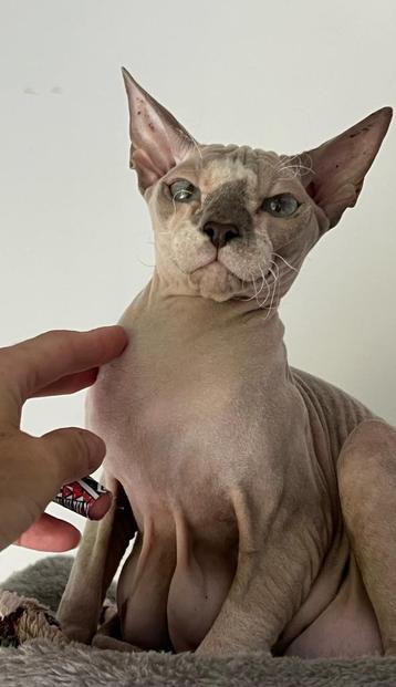 Peterbald x sphynx x oosterse korthaar poes 1 jaar oud beschikbaar voor biedingen