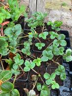 Frambozen-aardbei plantjes BIOLOGISCH, Ophalen of Verzenden, Eenjarig, Groenteplanten, Volle zon