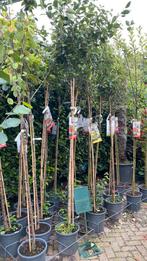 Hoogstam fruitbomen, Ophalen, Minder dan 100 cm, Appelboom, Lente