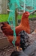 Raszuivere Australorp en New Hamshire hennen, Dieren en Toebehoren, Pluimvee, Vrouwelijk, Kip