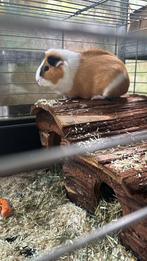 Cavia’s gratis, April, Vrouwelijk, Cavia