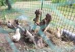 chabo kippen, Dieren en Toebehoren, Pluimvee, Vrouwelijk, Kip
