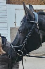 Presteq hoofdstel full lak glitter, Ophalen of Verzenden, Zo goed als nieuw, Dressuur