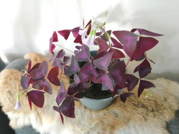 Oxalis/ rode geluksklaver beschikbaar voor biedingen