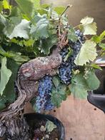 Oude druif / druivenboom Vitis Vinifera dikke stam - blauwe, Ophalen of Verzenden, Lente