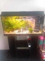 Aquarium, Ophalen, Zo goed als nieuw, Gevuld zoetwateraquarium