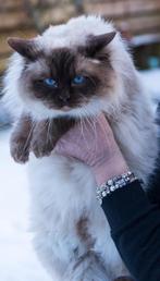 Ragdoll dekkater ( niet te koop), Dieren en Toebehoren, Katten en Kittens | Dekkaters, 3 tot 5 jaar