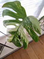 Monstera Albo Variegata, Huis en Inrichting, Kamerplanten, Overige soorten, Minder dan 100 cm, Ophalen of Verzenden, Halfschaduw