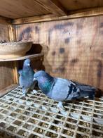 Takla duiven, Dieren en Toebehoren, Meerdere dieren, Overige soorten