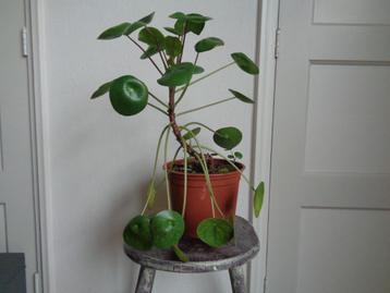 grote pannenkoekplant Pilea peperomioides kamer plant beschikbaar voor biedingen