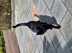 Kater Tom zoekt een nieuw baasje!, Dieren en Toebehoren, Kater