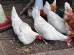 3x legkip lohmann 7mnd, Dieren en Toebehoren, Pluimvee, Vrouwelijk, Kip