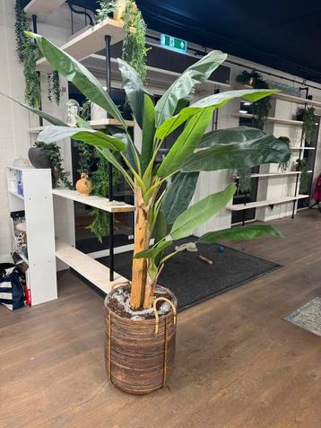 Nep bananen plant beschikbaar voor biedingen