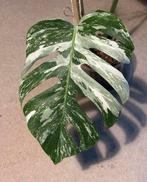 Monstera variegata Albo plant, Huis en Inrichting, Kamerplanten, Groene kamerplant, Ophalen, Halfschaduw, Minder dan 100 cm