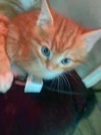 Schatige kittens opzoek naar een baasje (perzische kitten), Geslacht onbekend