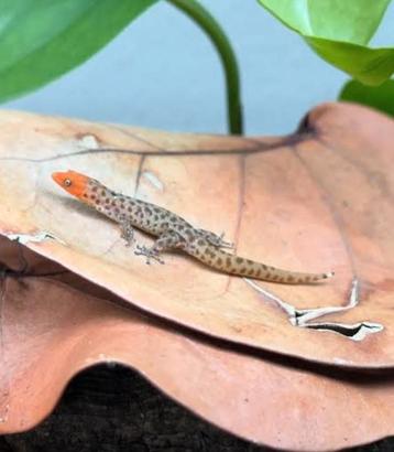 Gezocht: kleine reptielen die in groepen kunnen leven beschikbaar voor biedingen