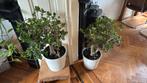 Twee 30 jaar oude geldboom ofwel jade planten, Huis en Inrichting, Kamerplanten, Ophalen, 100 tot 150 cm, Overige soorten, Halfschaduw