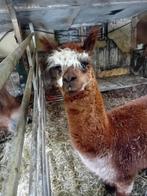 alpaca hengst 2 jaar, Dieren en Toebehoren, Overige Dieren, Mannelijk, Voor 1 juli 2024