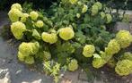 Hortensia annabelle, Ophalen, Hortensia