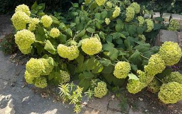 Hortensia annabelle beschikbaar voor biedingen