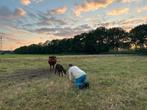 Honden/huisdieren verzorgen in zutphen, Ophalen of Verzenden