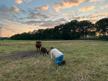 Honden/huisdieren verzorgen in zutphen  beschikbaar voor biedingen