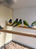 Enkele koppels Gouldamadine, Dieren en Toebehoren, Vogels | Overige Vogels, Meerdere dieren, Tropenvogel, Geringd