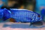 Malawi Cichliden: Sciaenochromis fryeri, Vis, Zoetwatervis
