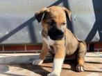 Pup Mechelse herder X Border collie, Reu (10 augustus 2025), Rabiës (hondsdolheid), Reu, 8 tot 15 weken, Groot