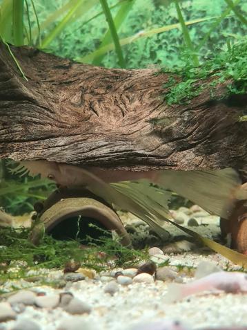 Kweek koppel Snowwhite Ancistrus te koop  beschikbaar voor biedingen
