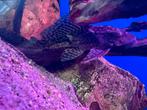 2 plecos zoeken nieuw huisje, Vis