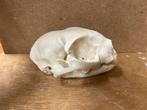 Schedel huiskat, Ophalen of Verzenden, Nieuw, Hond of Kat, Schedel