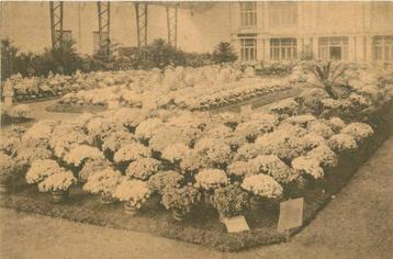 (381-232-037) Bloemen beschikbaar voor biedingen