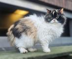 Selkirk Rex fokpoes met stamboom, Dieren en Toebehoren, Poes, Gechipt, 0 tot 2 jaar