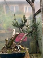 Taxus bacata bonsai project., Tuin en Terras, Ophalen, Bloeit niet, Halfschaduw, Overige soorten