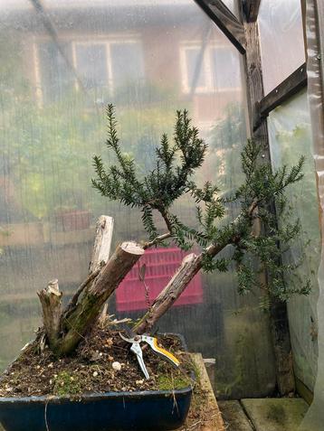 Taxus bacata bonsai project. beschikbaar voor biedingen