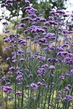Verbena bonariensis( ijzerhard ), Volle zon, Vaste plant, Zomer, Ophalen