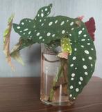 4 x Begonia Maculata stek, Tuin en Terras, Vaste plant, Halfschaduw, Zomer, Ophalen