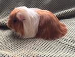 Mooi rood wit sheltie beertje, Dieren en Toebehoren, Knaagdieren, Cavia, Mannelijk, Tam, September