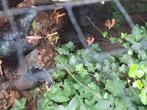 Haantjes, Dieren en Toebehoren, Pluimvee, Mannelijk, Kip