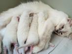 Ontzettend lieve Ragdoll kittens met stamboom, Dieren en Toebehoren, Kater, Gechipt, 0 tot 2 jaar