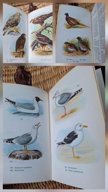 Vogels determineren 1974 Meulenhoff, 257 afbeeldingen  beschikbaar voor biedingen