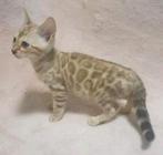 Bengaal snow katertje kitten 100% raszuiver stamboom, Kater, Gechipt, 0 tot 2 jaar