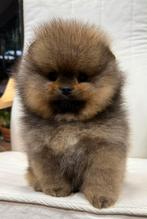 Pomeriaan, 8 tot 15 weken, Buitenland, Parvo, Eén hond