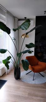 Strelitzia Nicolai - 2+ meter incl. vaas!, Huis en Inrichting, Kamerplanten, Ophalen
