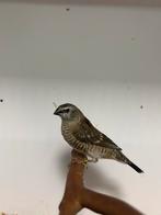 8-5 ceres amadines, Dieren en Toebehoren, Vogels | Overige Vogels, Meerdere dieren, Tropenvogel