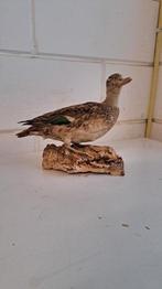 Mooie eendje Taxidermie opgezet!, Verzamelen, Ophalen of Verzenden, Zo goed als nieuw, Opgezet dier